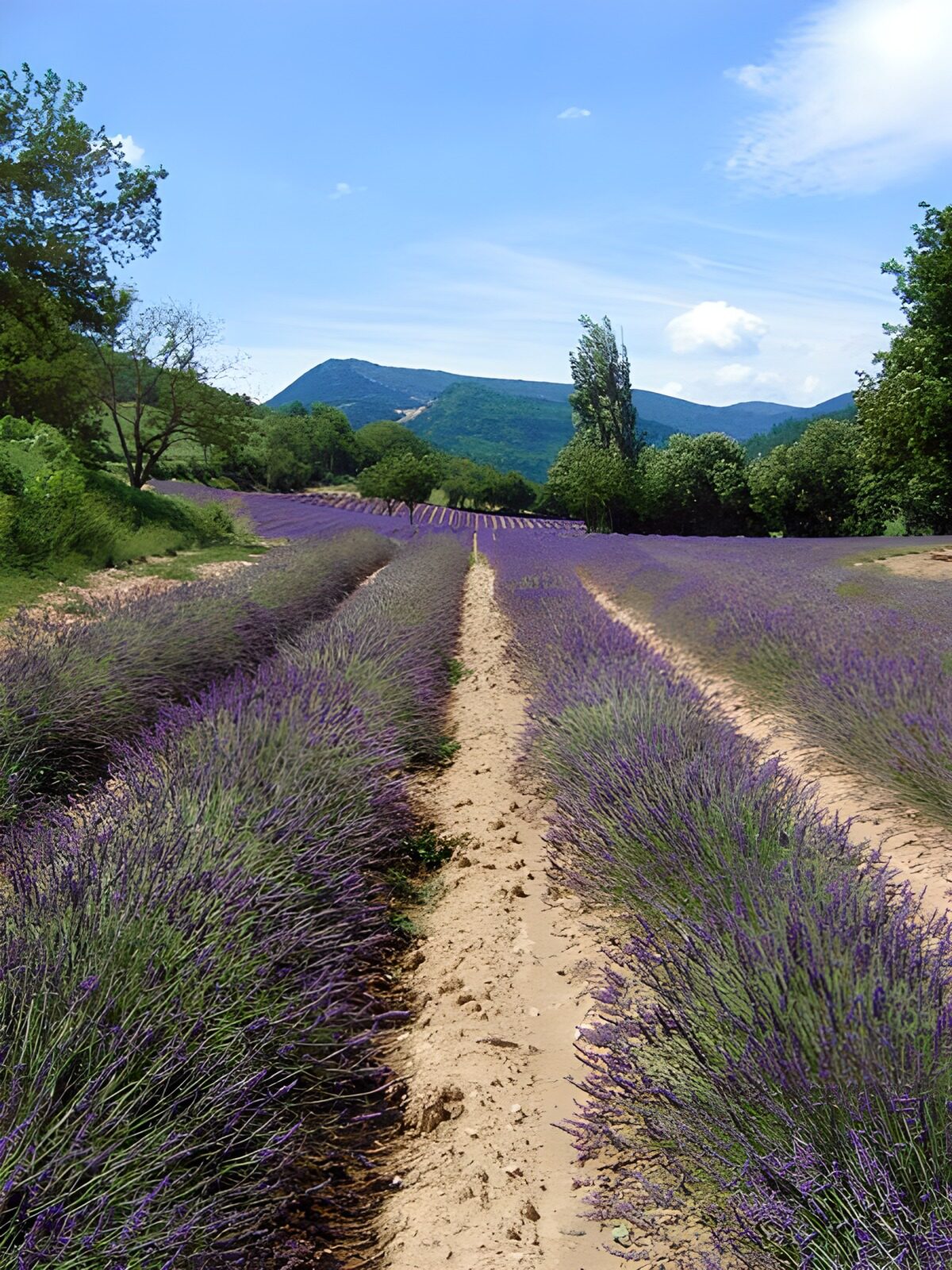 PDGIT8810559: Filari di lavanda verso l’azzurro