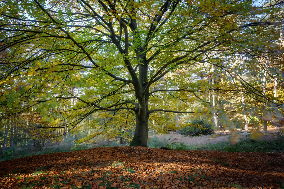 PDGIT3154470: Grande albero nel bosco d’autunno