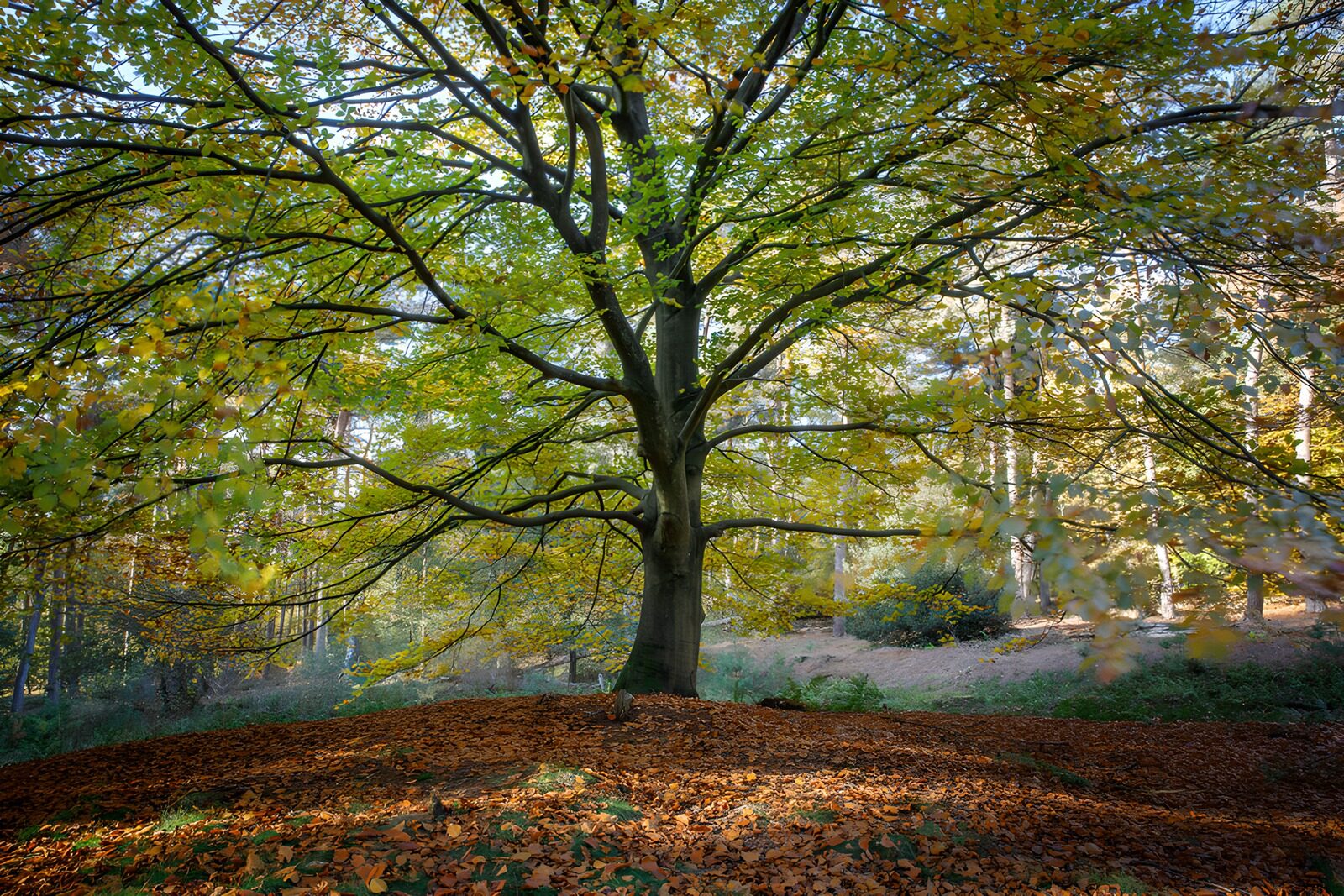 PDGIT3154470: Grande albero nel bosco d’autunno
