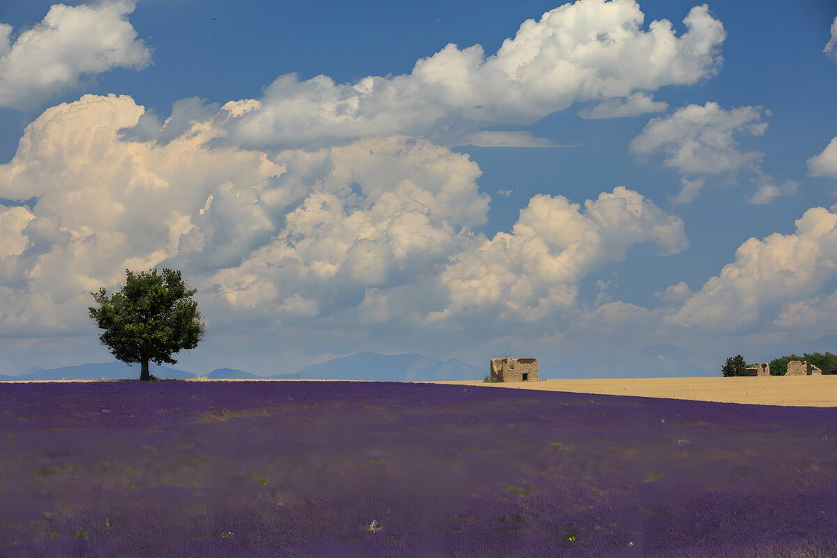 La lavanda e il respiro delle nuvole