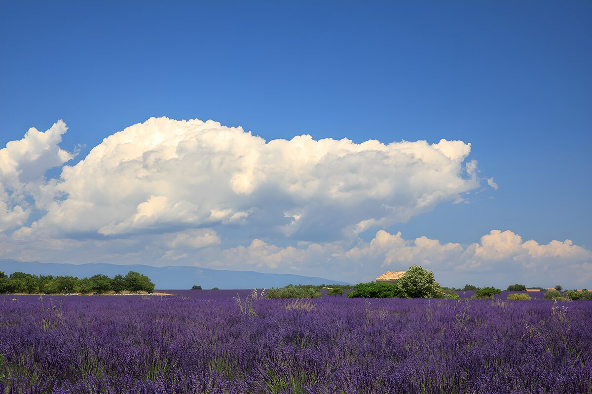 Campo di lavanda sotto le nuvole bianche