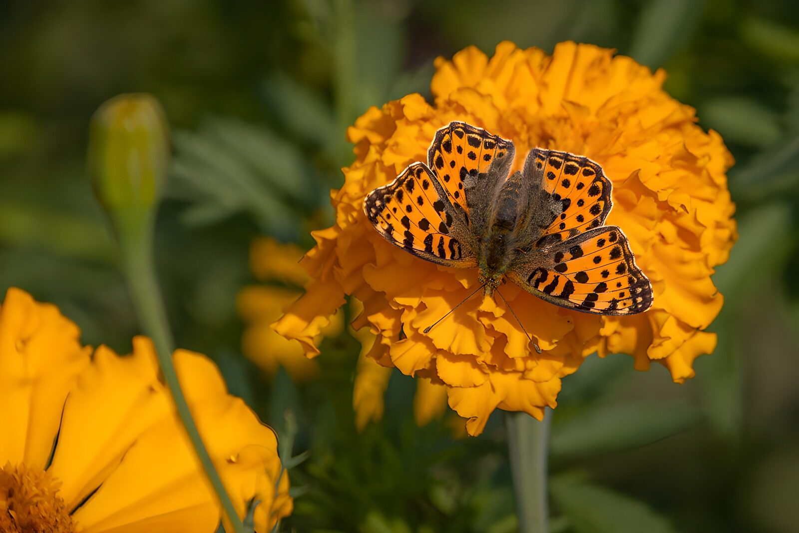 PDGIT9020748: Farfalla arancione su un tagete in fiore