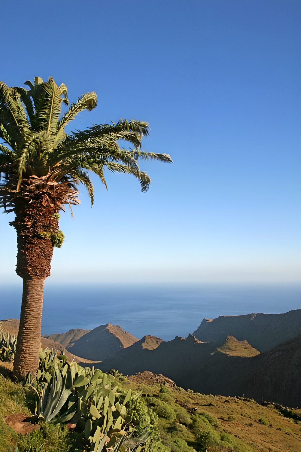PDGIT3962841: Palma e cactus sulla costa assolata