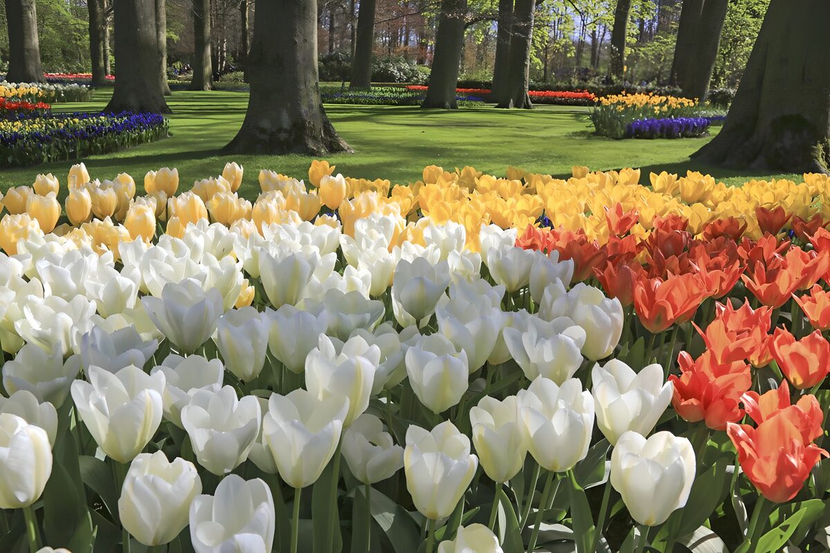 PDGIT9481858: Tulipani bianchi e gialli al sole