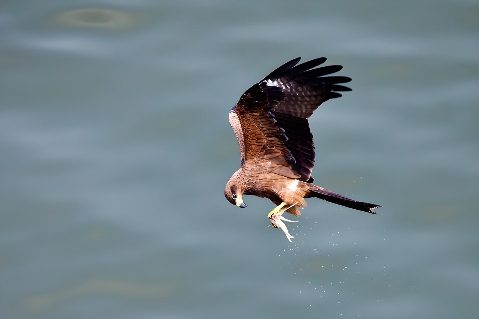 PDGIT2766849: Rapace in volo con un pesce