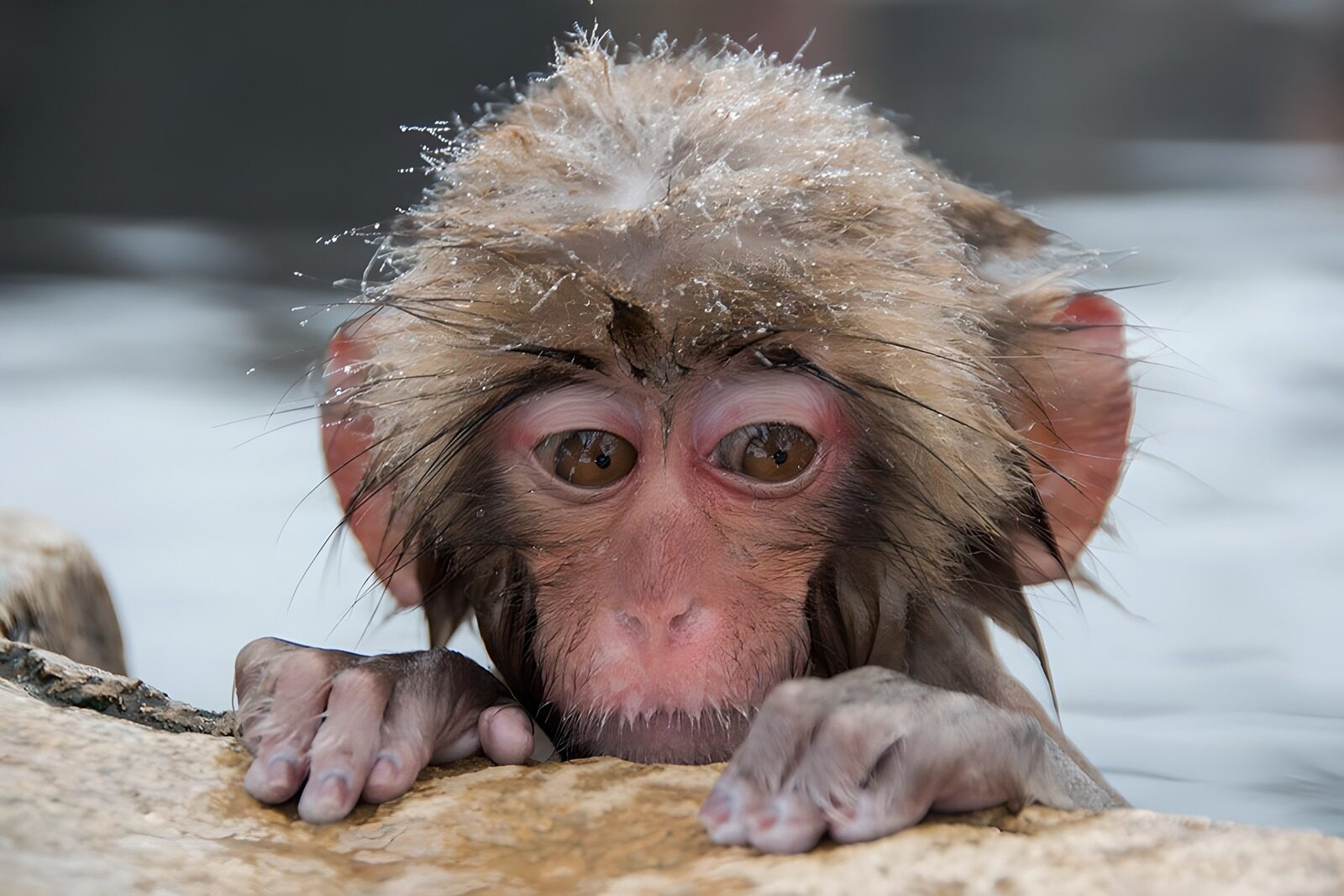 PDGIT1930057: Macaco giapponese in primo piano