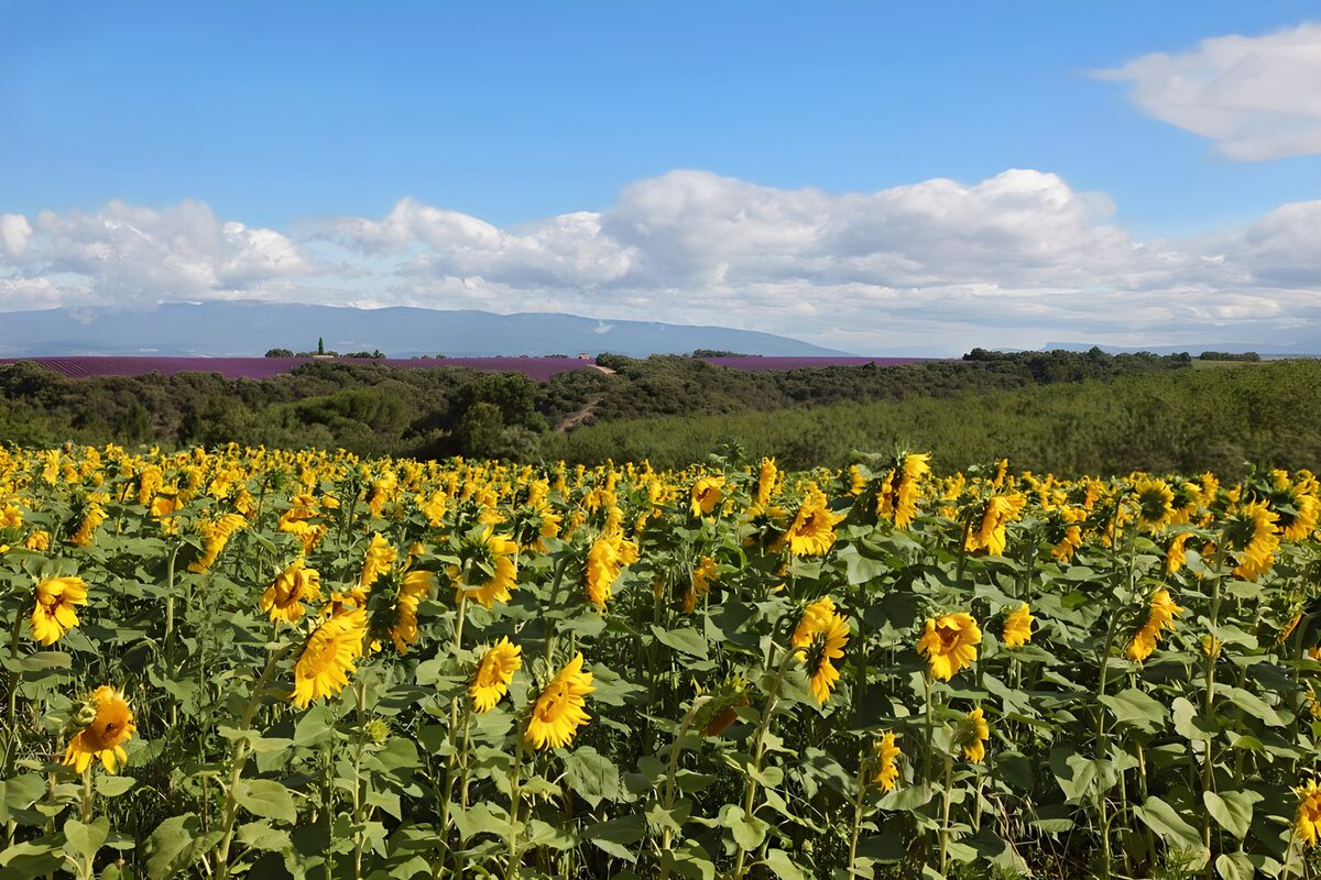 PDGIT4532766: Un mare di girasoli nella luce d’estate