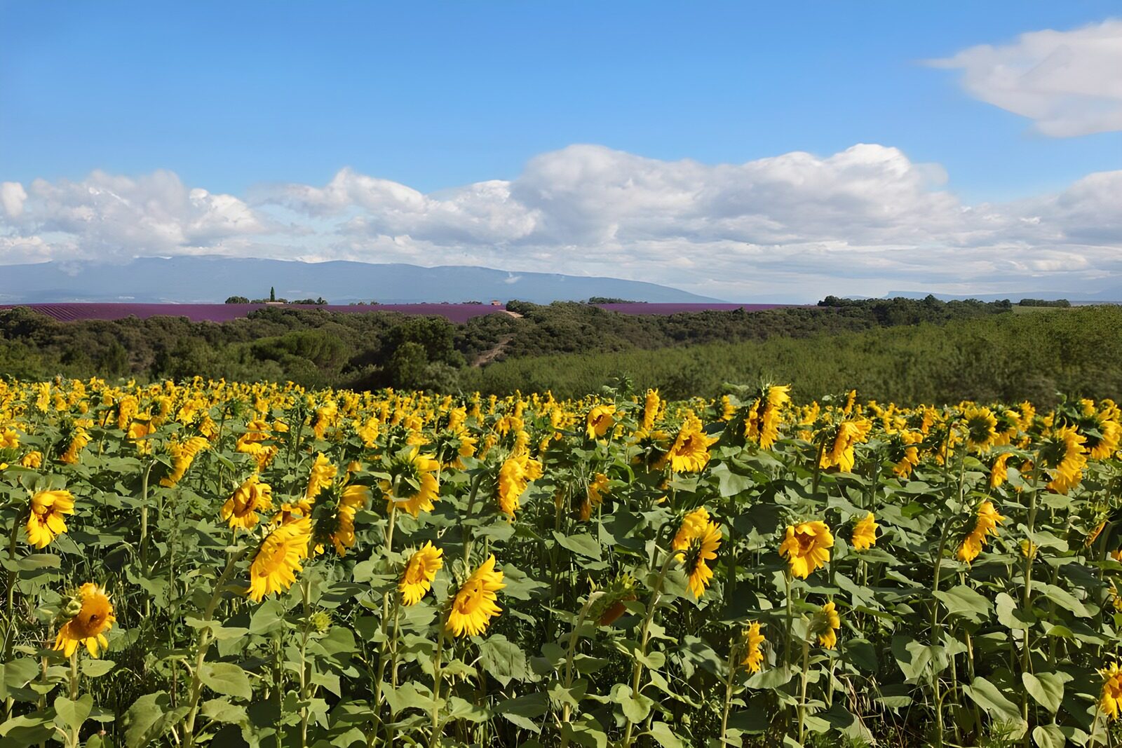 PDGIT4532766: Un mare di girasoli nella luce d’estate