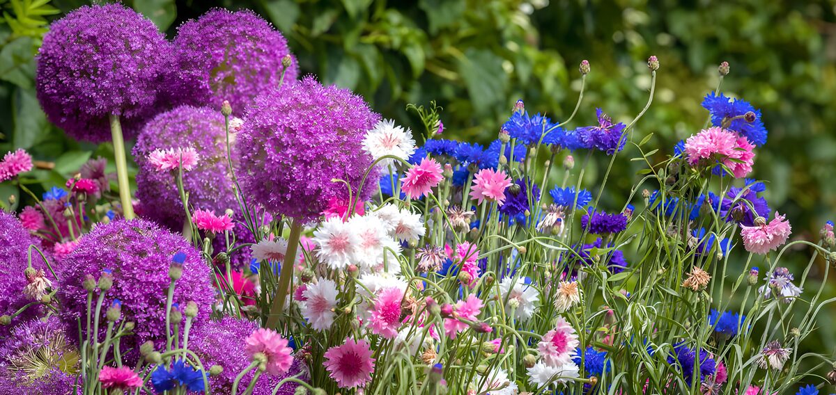 PDGIT3087057: Allium e fiordalisi, un intreccio di colori