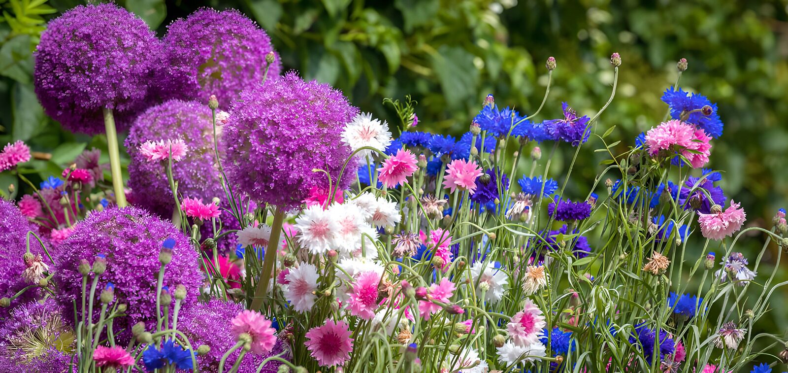 PDGIT3087057: Allium e fiordalisi, un intreccio di colori