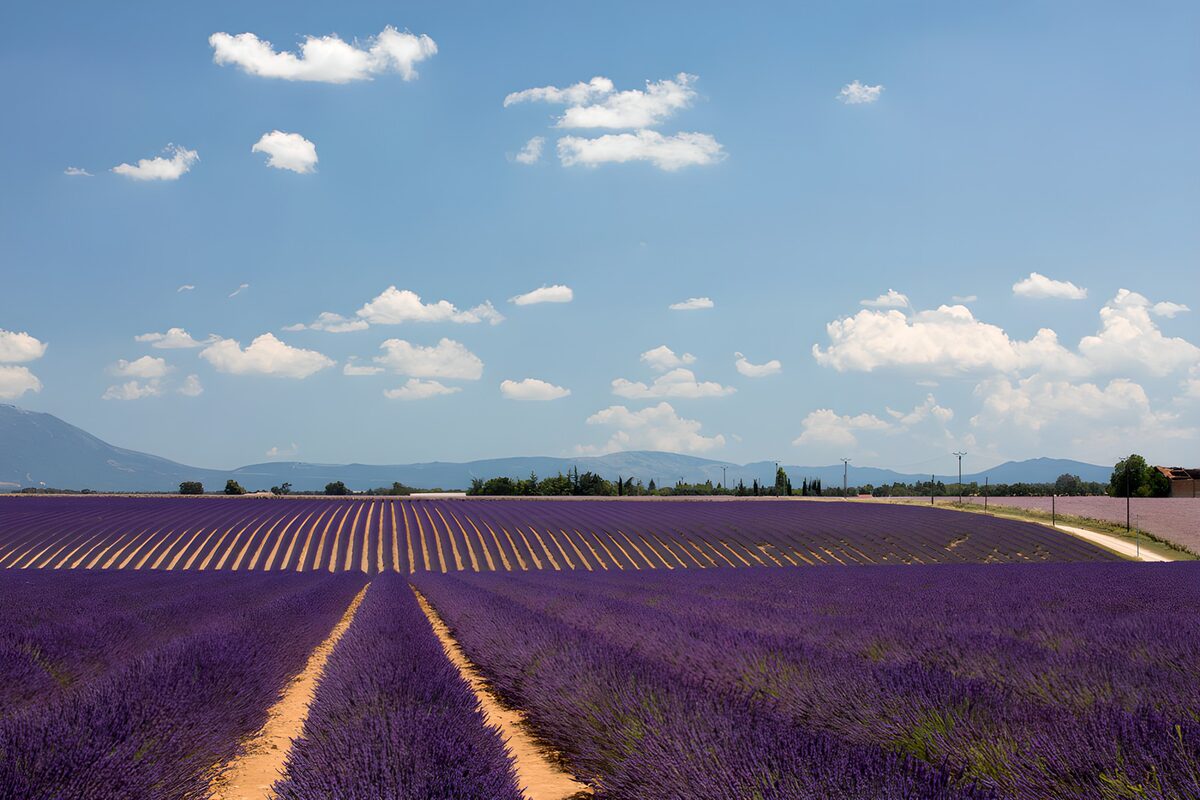 PDGIT8526366: Lavanda in fila, nuvole in libertà