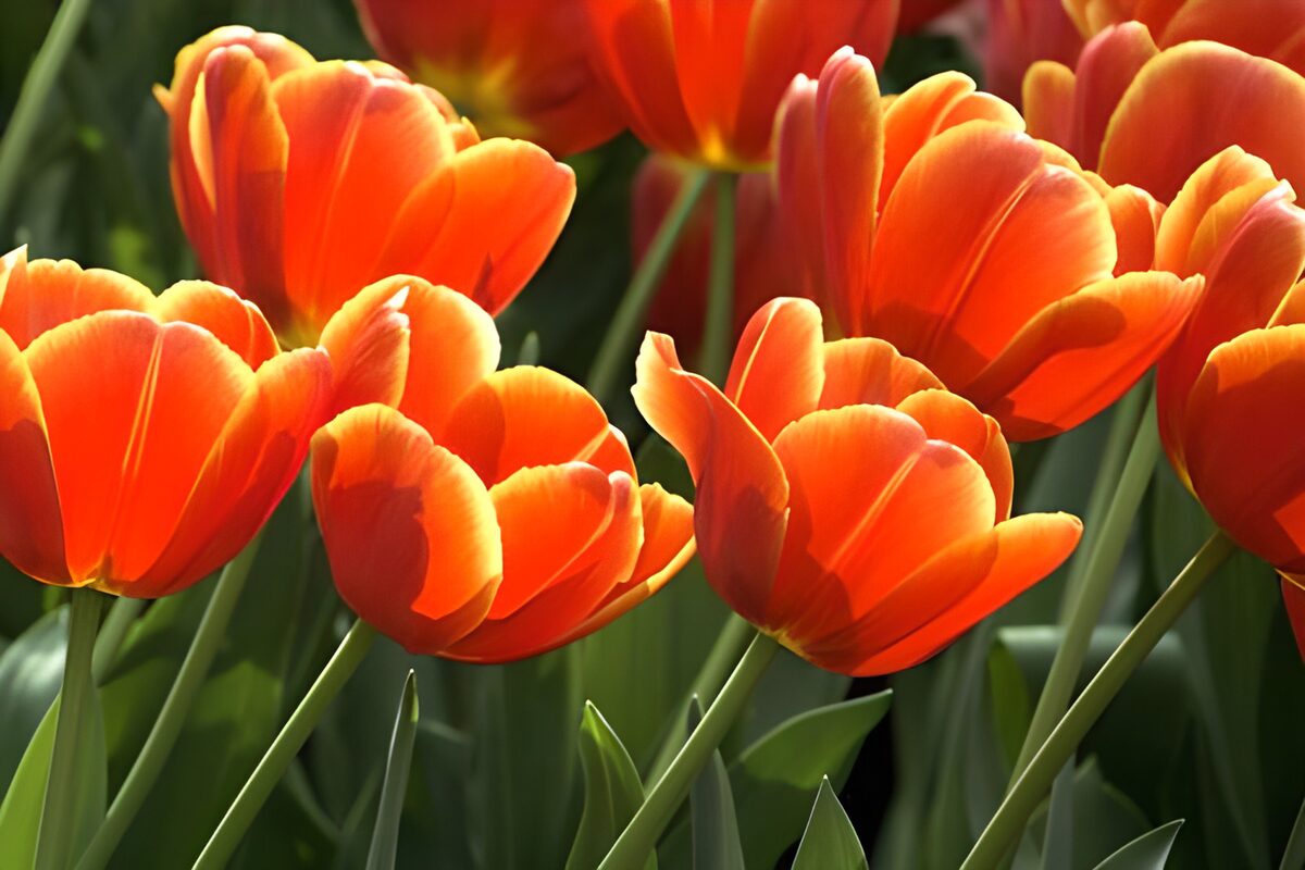 PDGIT3015870: Tulipani arancioni in pieno sole