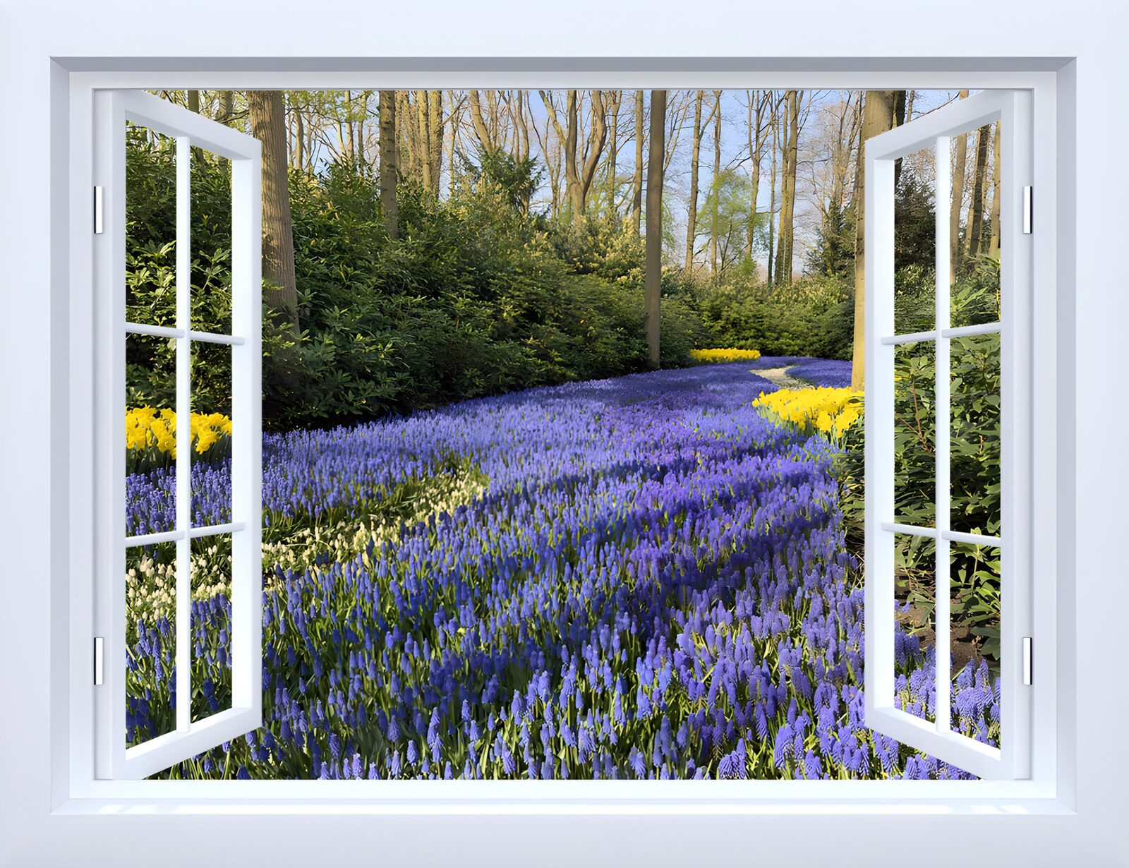 PDGIT6347473: Finestra aperta sui muscari in fiore
