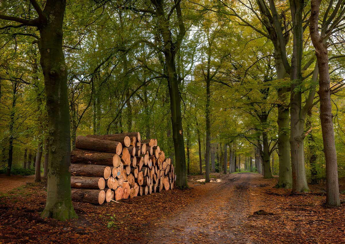 PDGIT8060227: Catasta di tronchi sul sentiero d’autunno