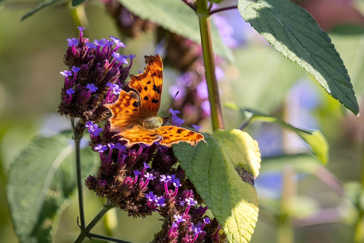PDGIT9844016: Farfalla arancione su fiori viola