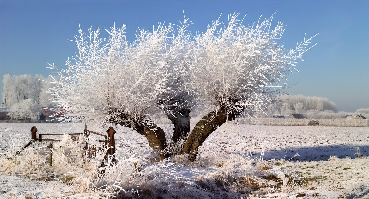 Albero coperto di brina sotto il cielo blu