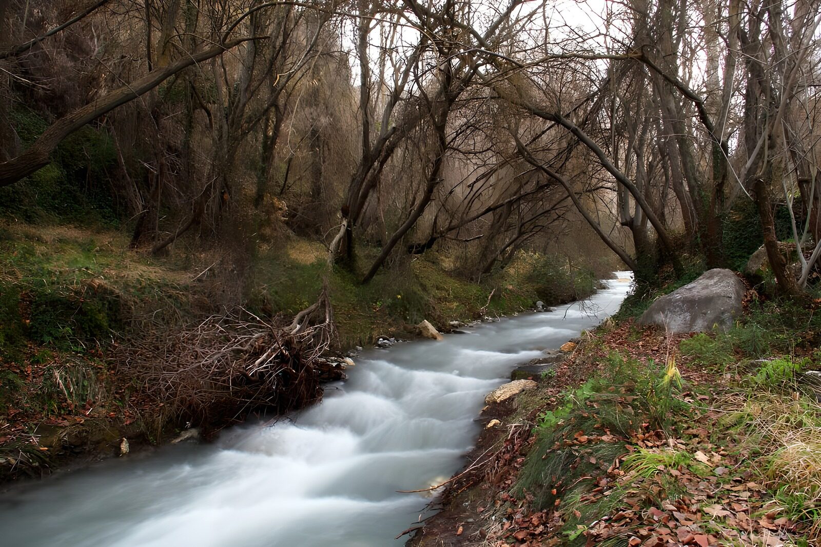 PDGIT4443699: Torrente d'inverno tra gli alberi spogli