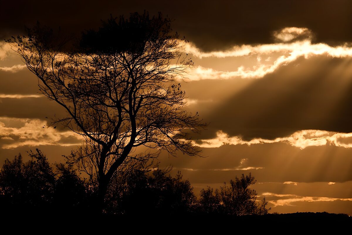 PDGIT8840040: Albero in controluce al tramonto