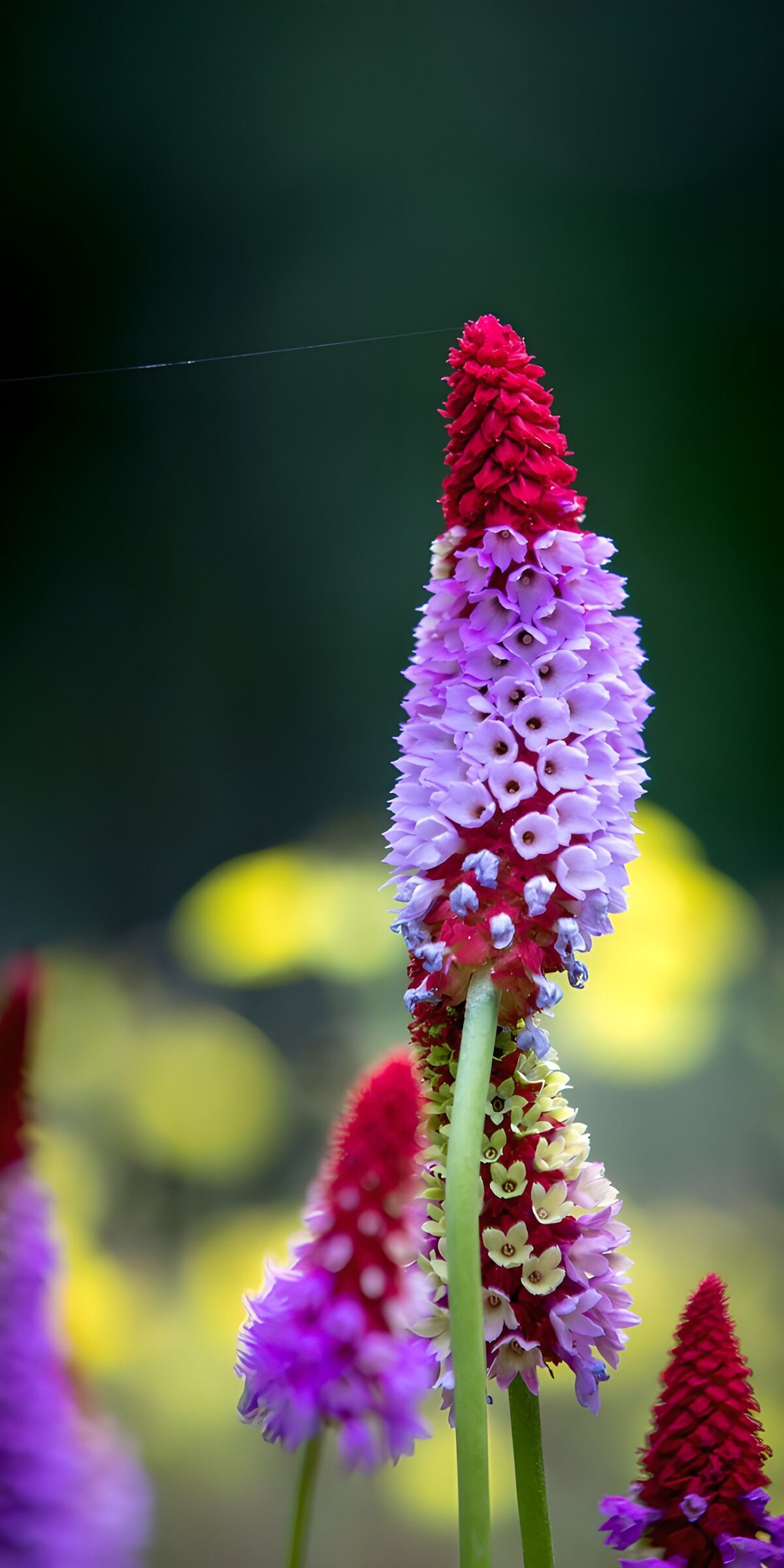 PDGIT8582415: Spiga rossa e fiori lilla nella luce