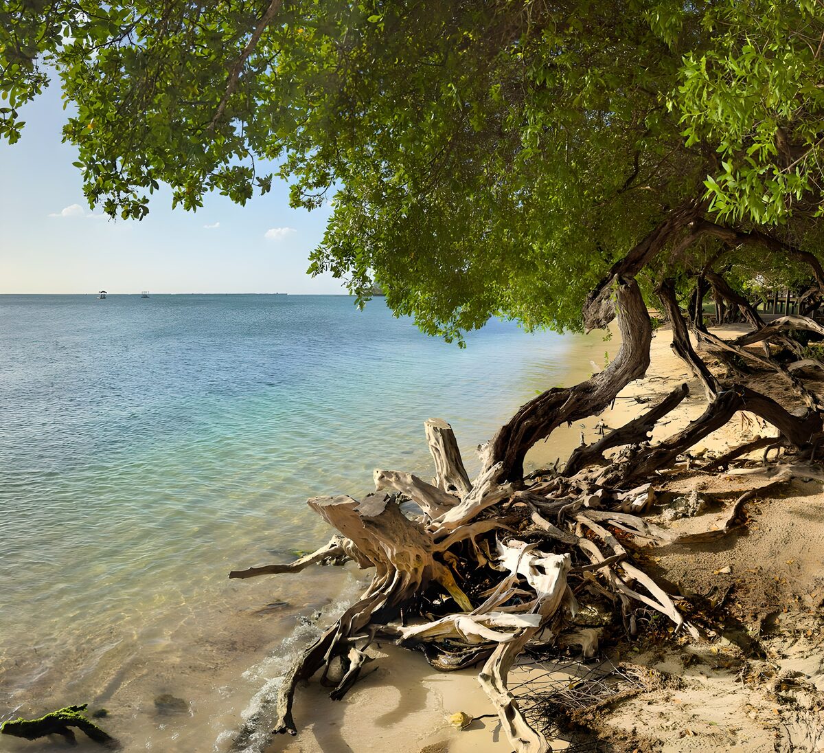PDGIT4713436: Spiaggia e mare all'ombra dell'albero