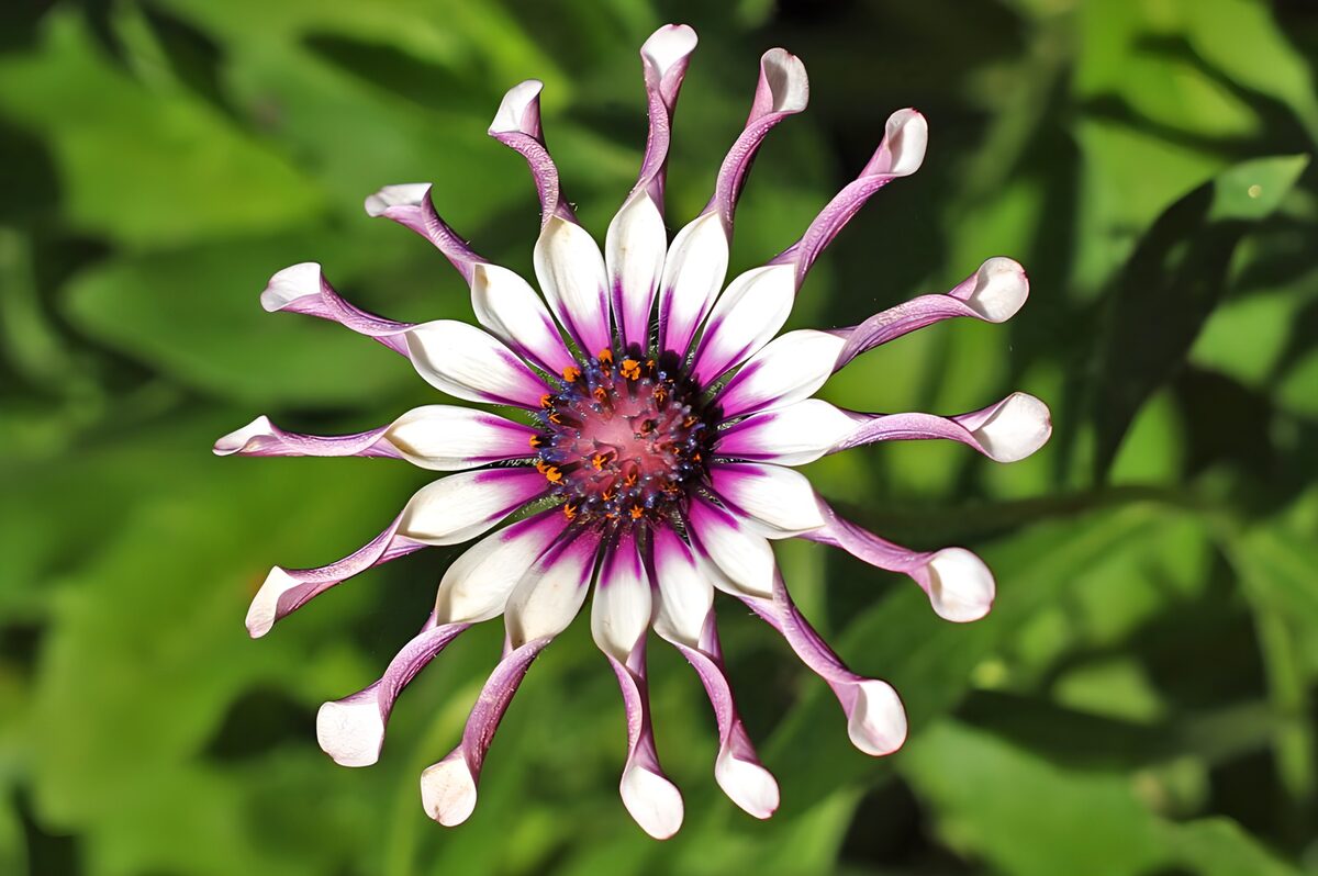 PDGIT1110786: Margherita africana bianca e viola