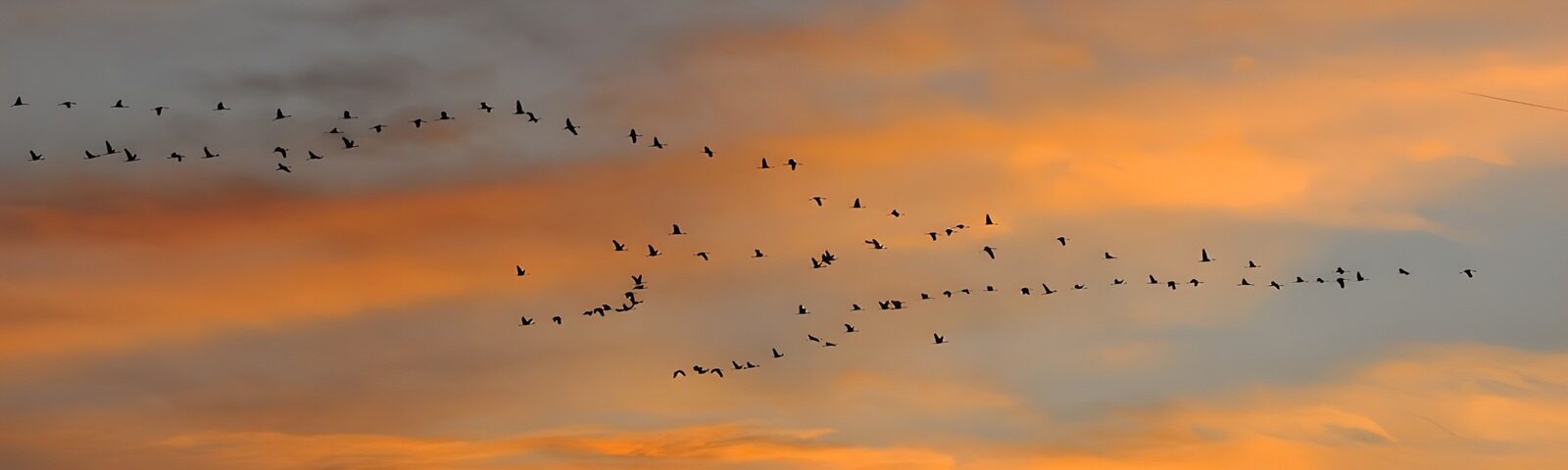 PDGIT7541945: Stormo in volo nel cielo del tramonto