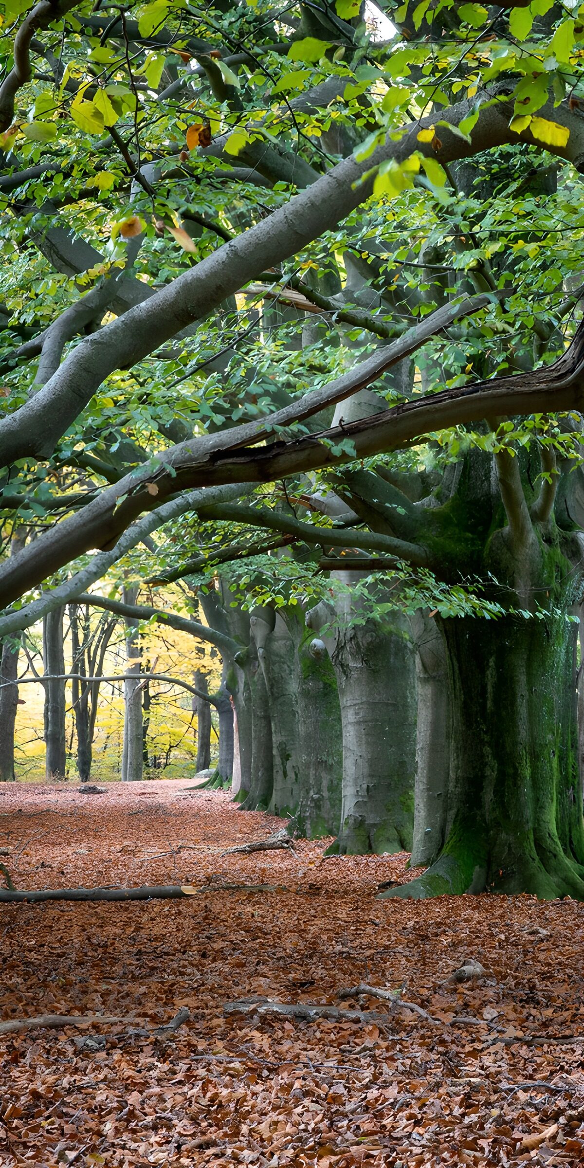 PDGIT4669950: Filare di faggi nel bosco d’autunno