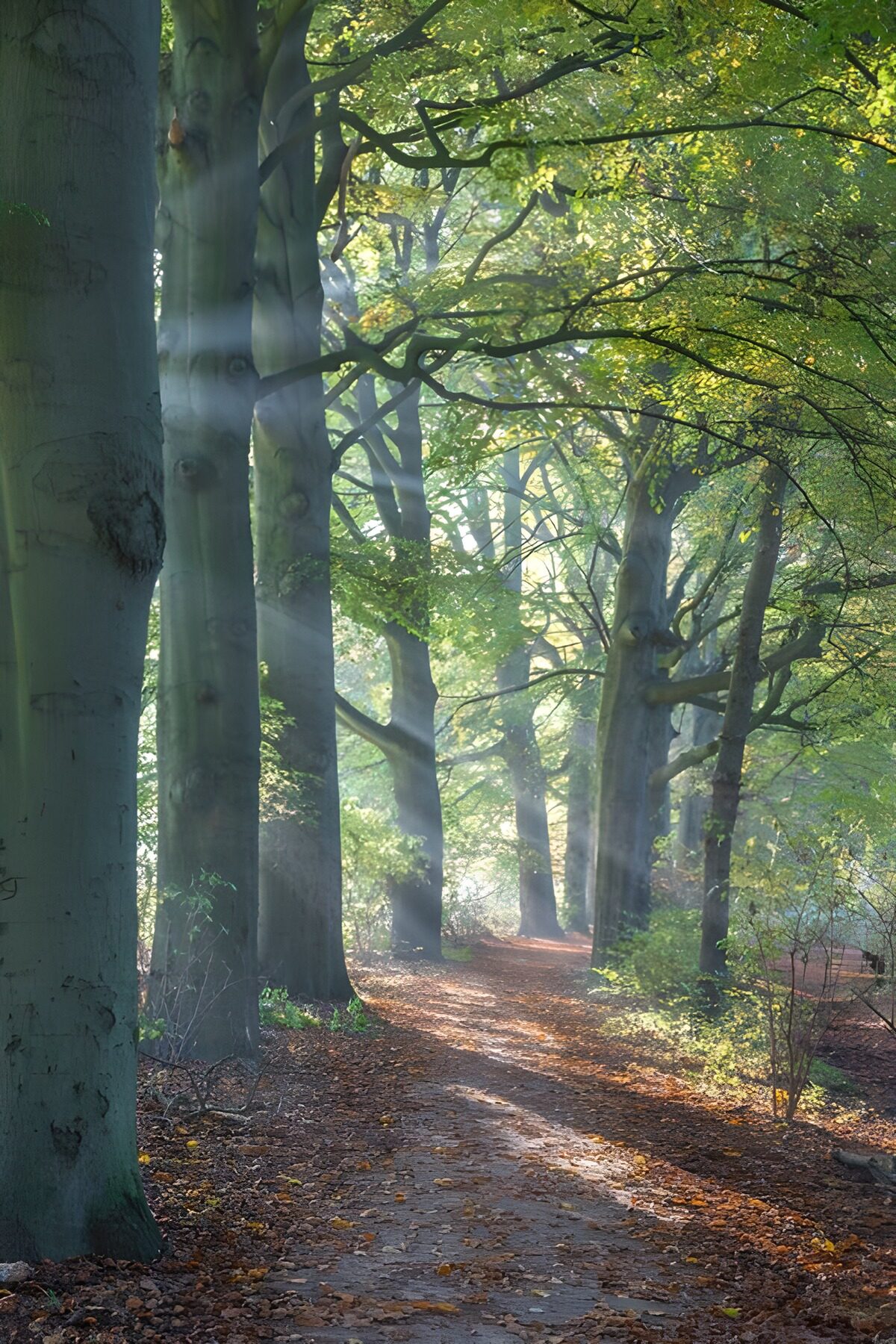 PDGIT4929501: Sentiero nel bosco in luce d’autunno