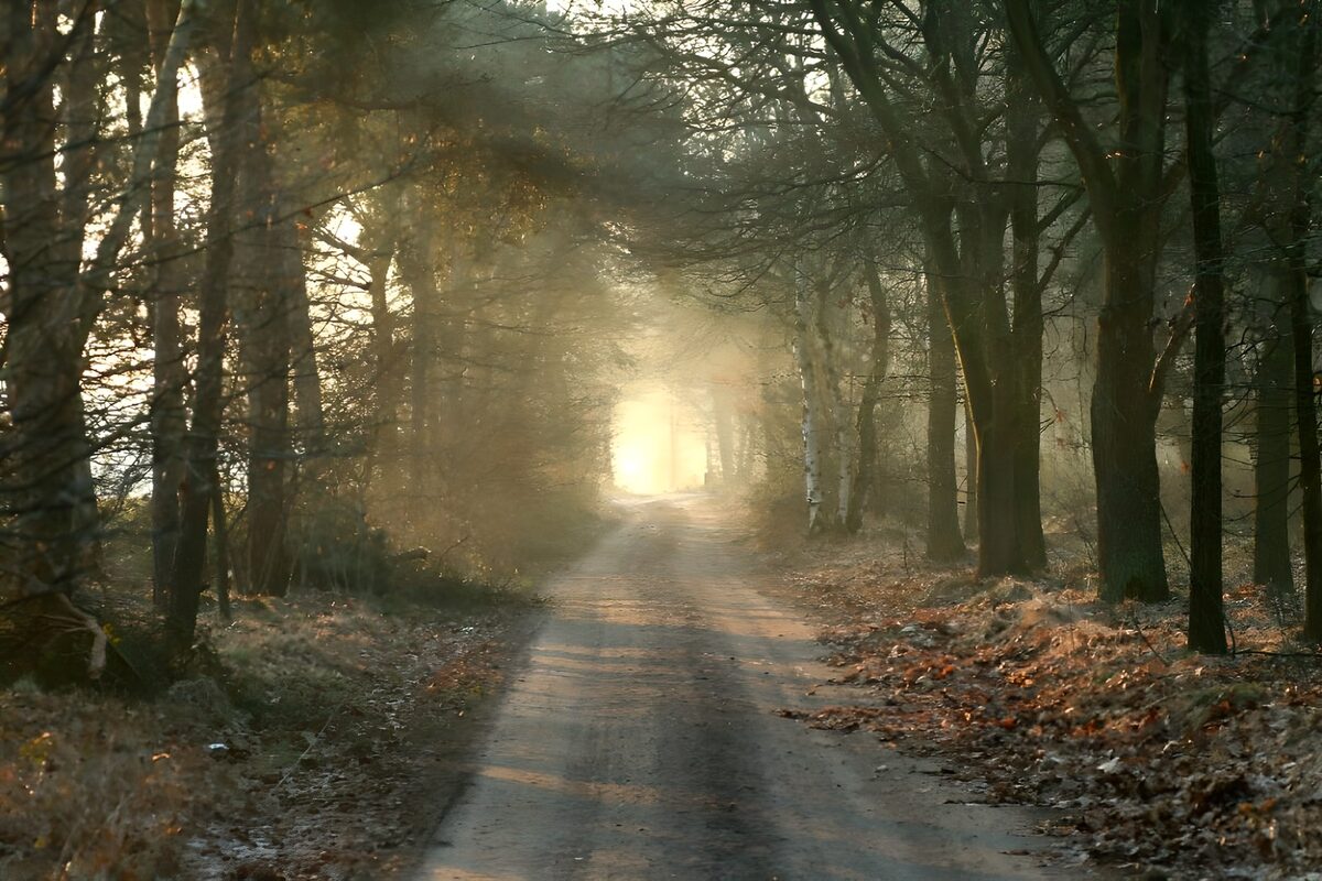 PDGIT6229580: Sentiero nel bosco tra luce e foschia