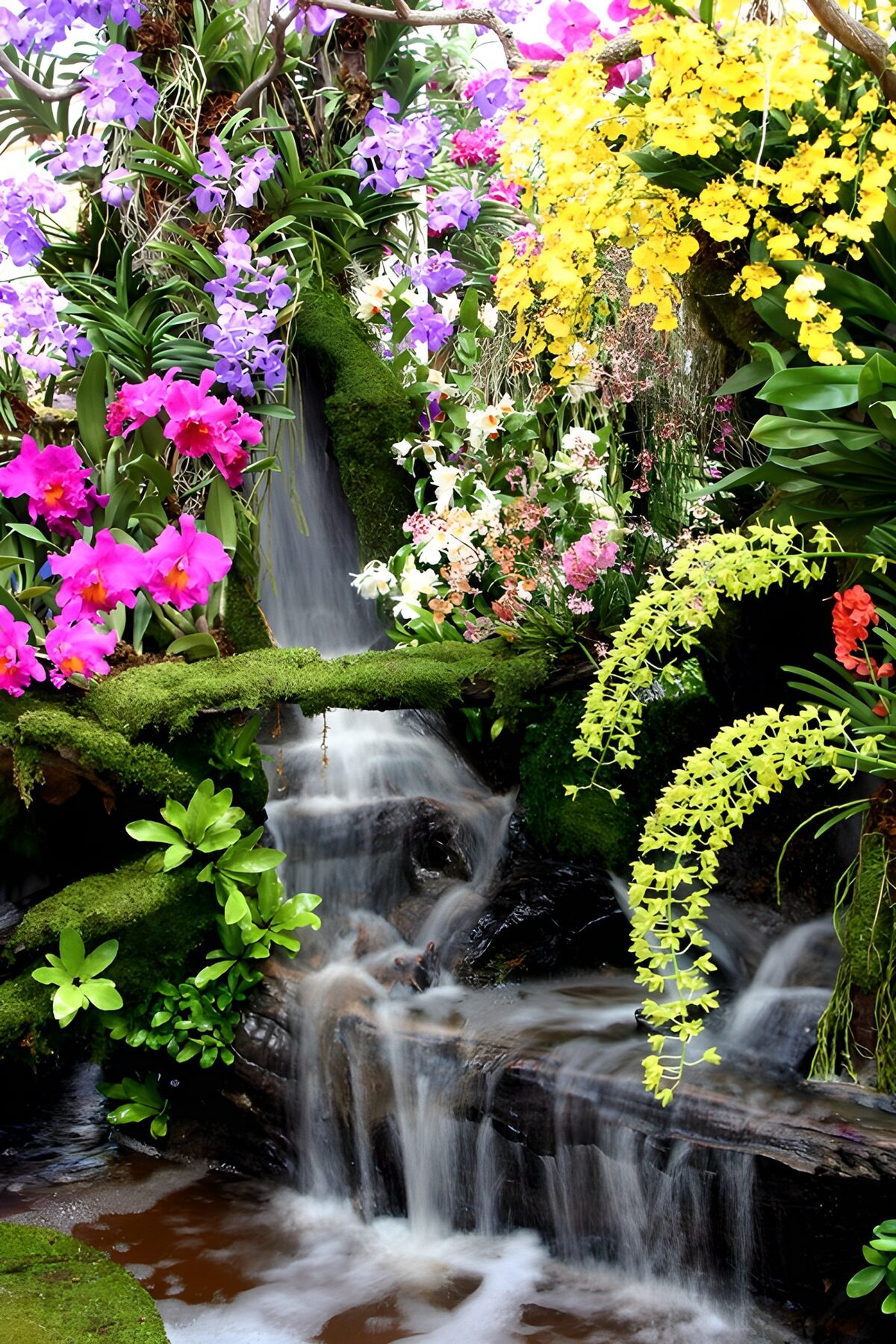 PDGIT9614792: Cascata tra orchidee e muschio