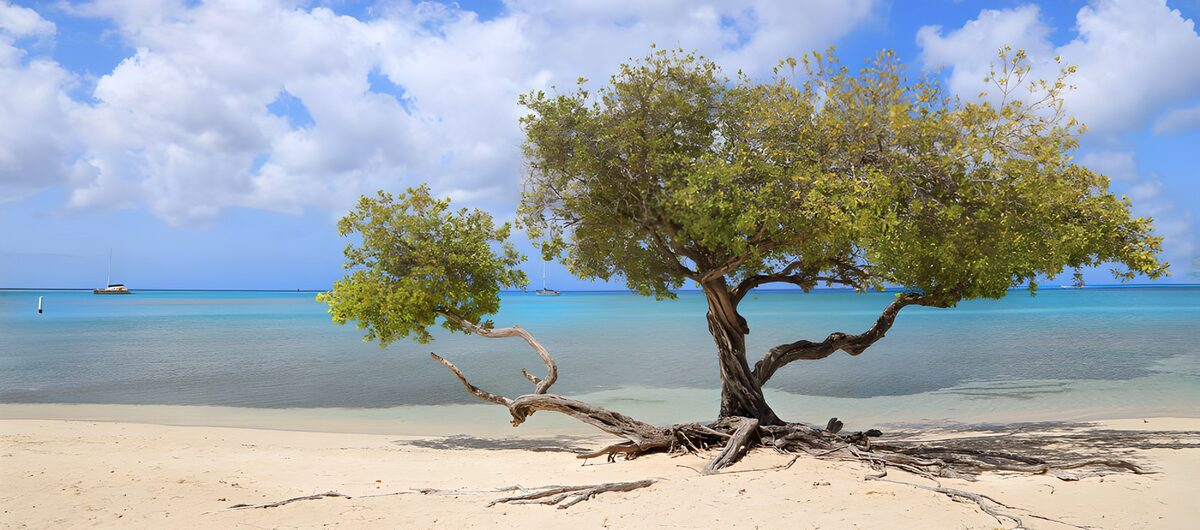 PDGIT3720099: Albero sulla spiaggia e mare turchese