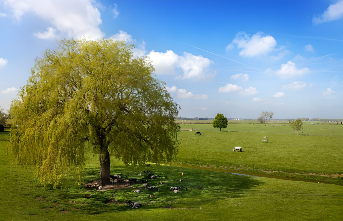 Salice e cavalli in un pascolo di primavera