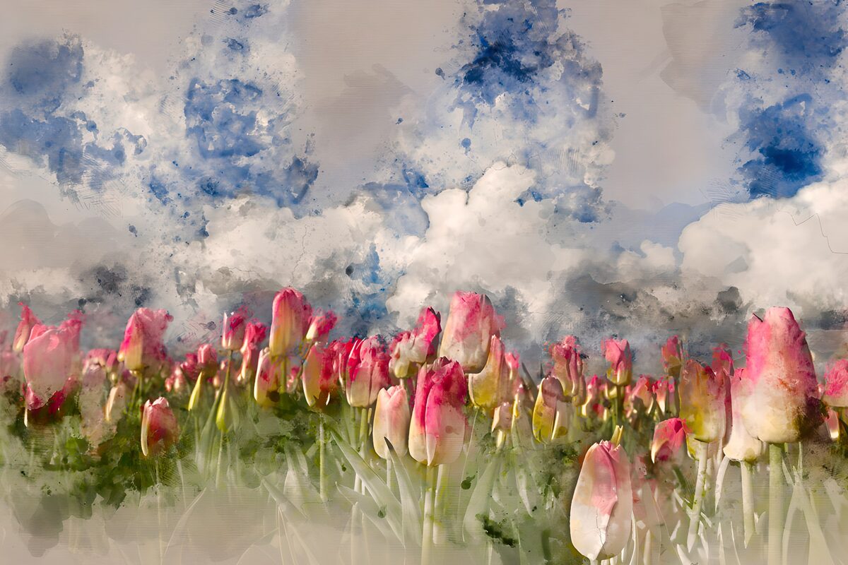PDGIT3042126: Tulipani rosa e rossi nella luce diffusa