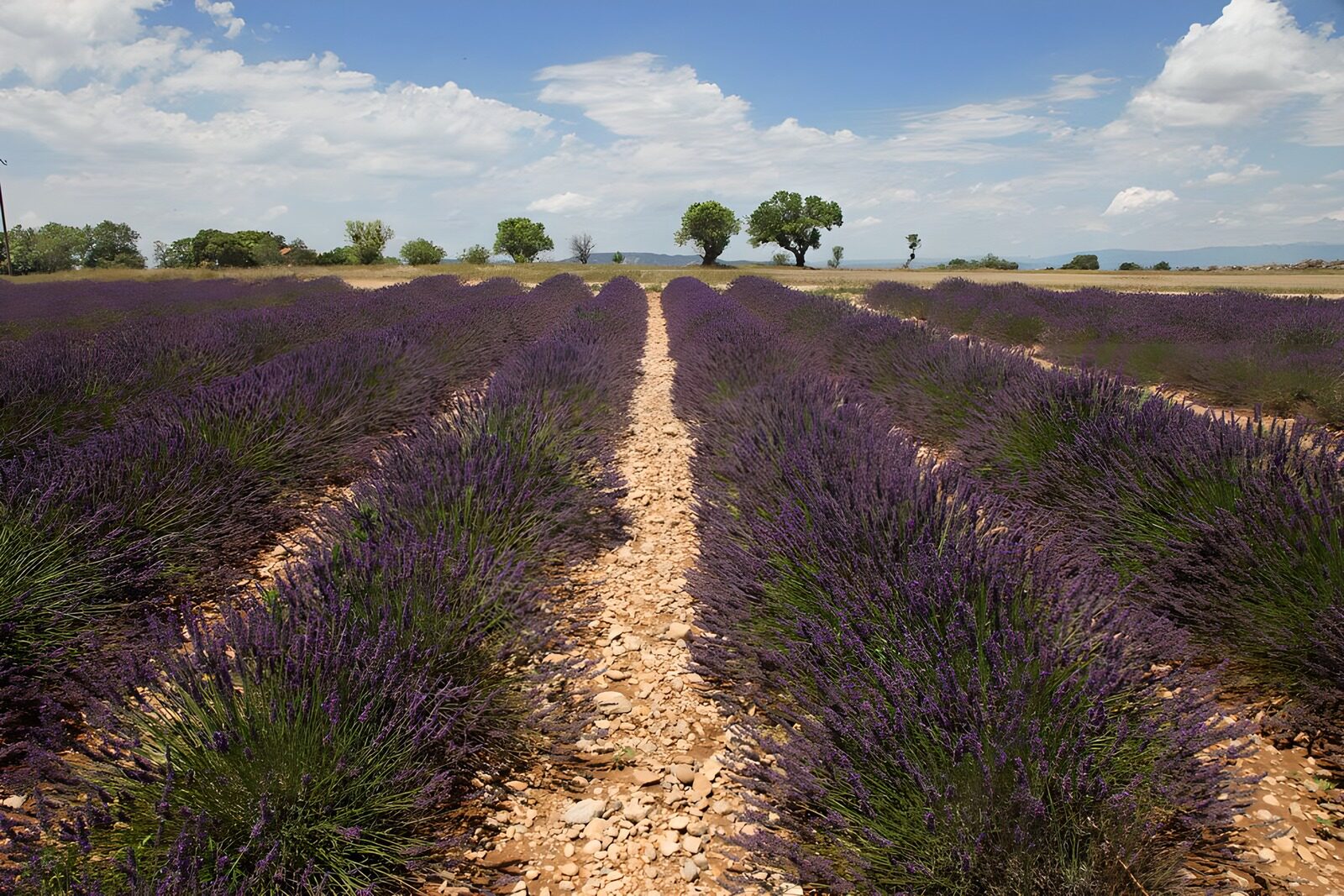 PDGIT7177338: Filari di lavanda sotto il cielo estivo