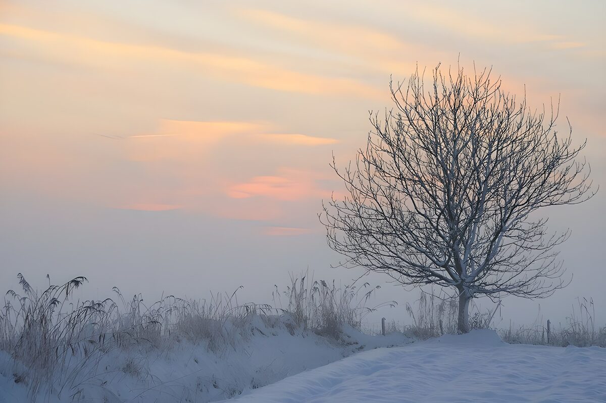PDGIT8279447: Albero spoglio nella neve e nella nebbia