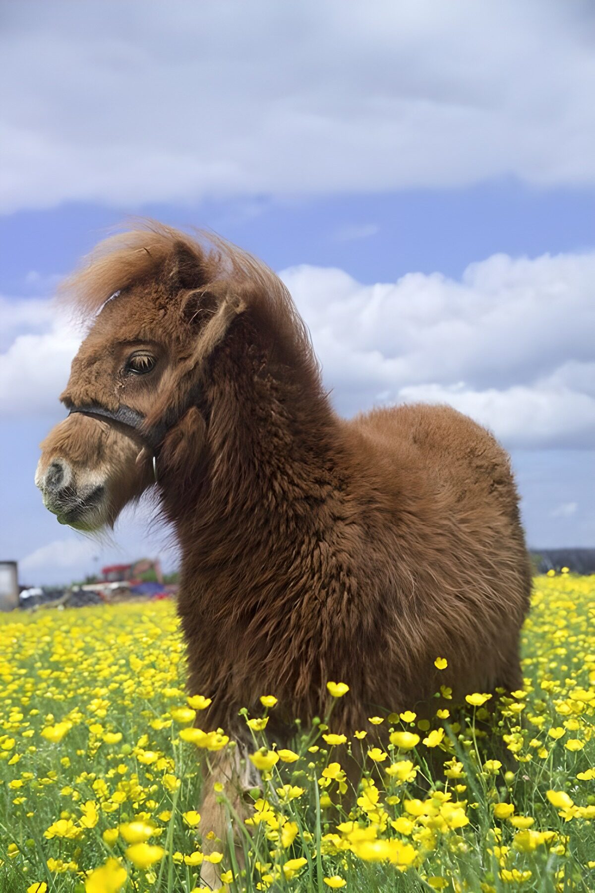 PDGIT8946945: Pony marrone tra i fiori gialli