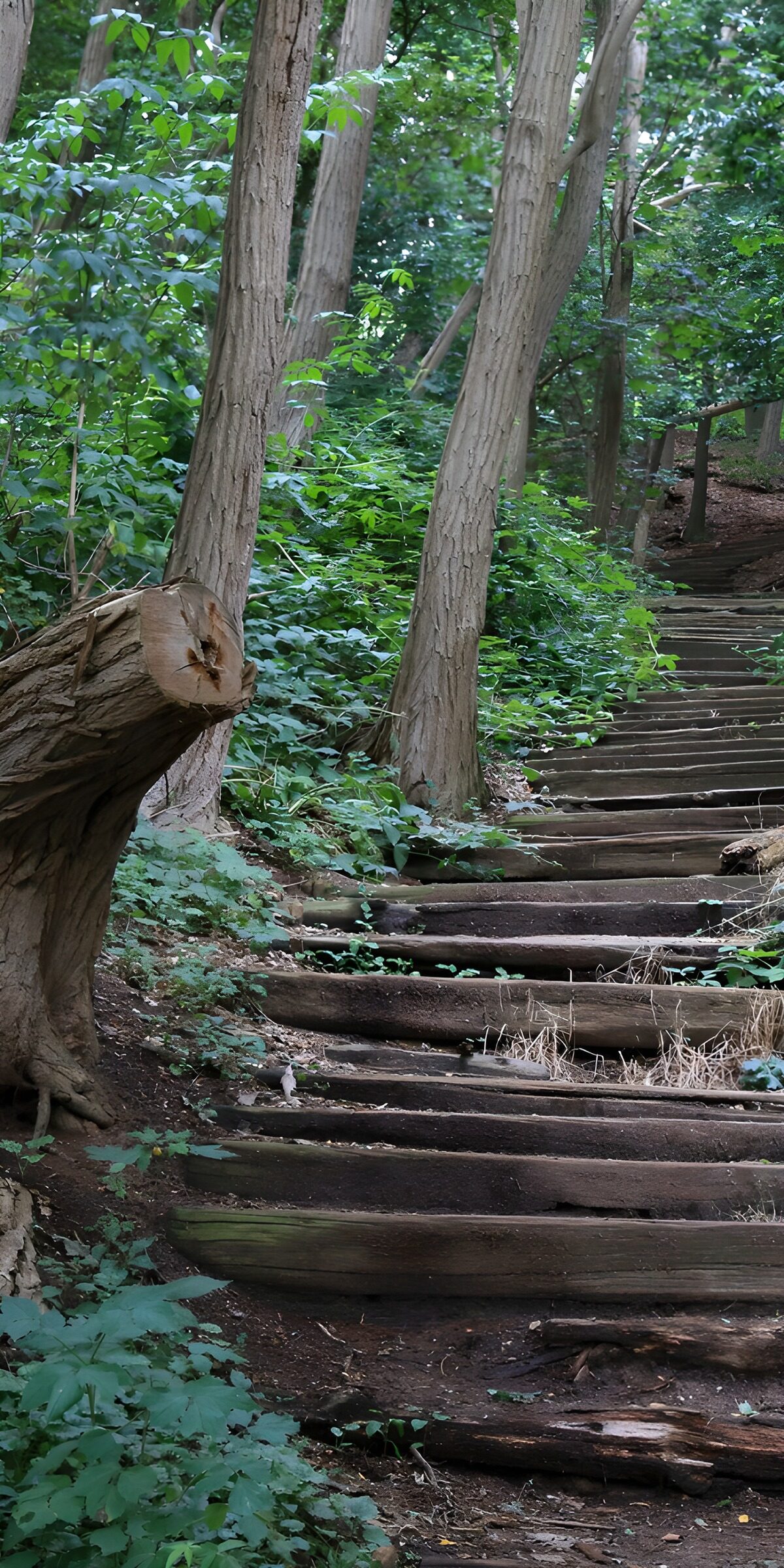 PDGIT1617671: Scala di legno nel verde del bosco