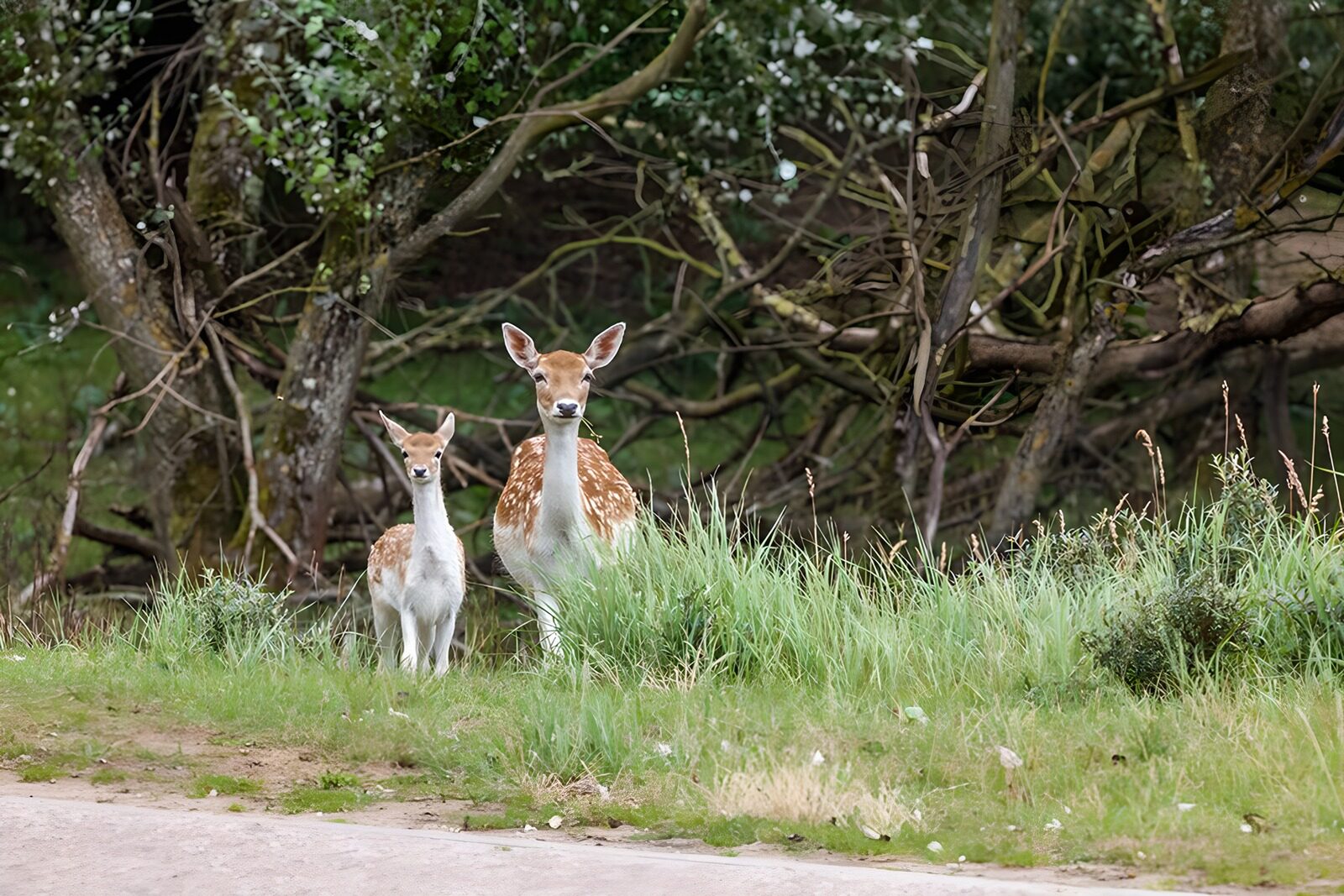 PDGIT1620352: Daino e piccolo, sguardi dal bosco
