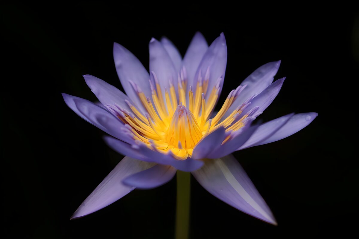 PDGIT7417777: Ninfea viola in luce su fondo nero