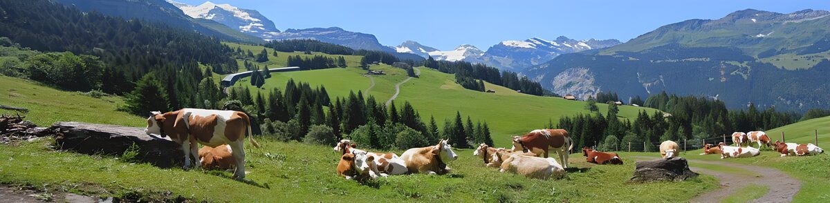 PDGIT5511273: Mucche al pascolo tra prati e cime innevate