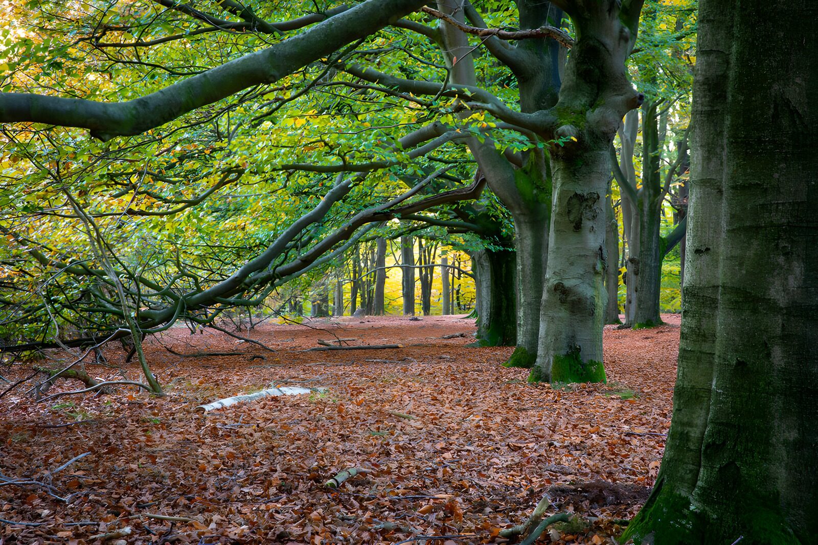 PDGIT1768150: Faggi e foglie nel quieto bosco d’autunno