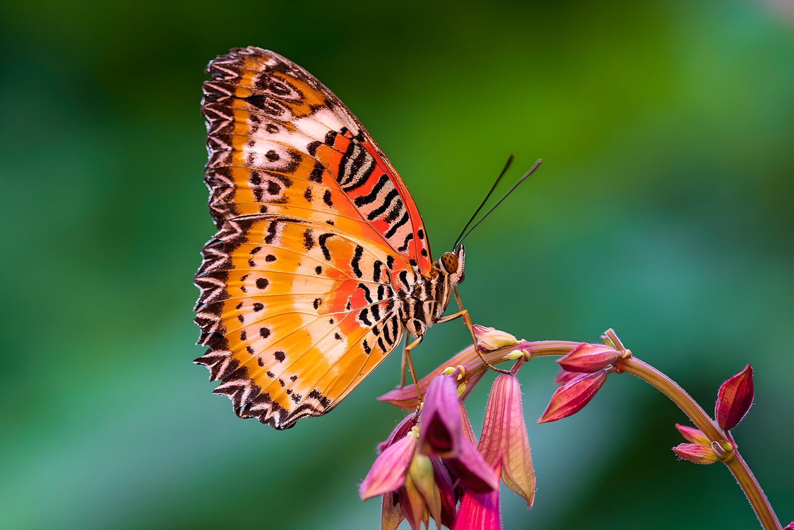 PDGIT6865974: Farfalla arancione in posa sui fiori rosa
