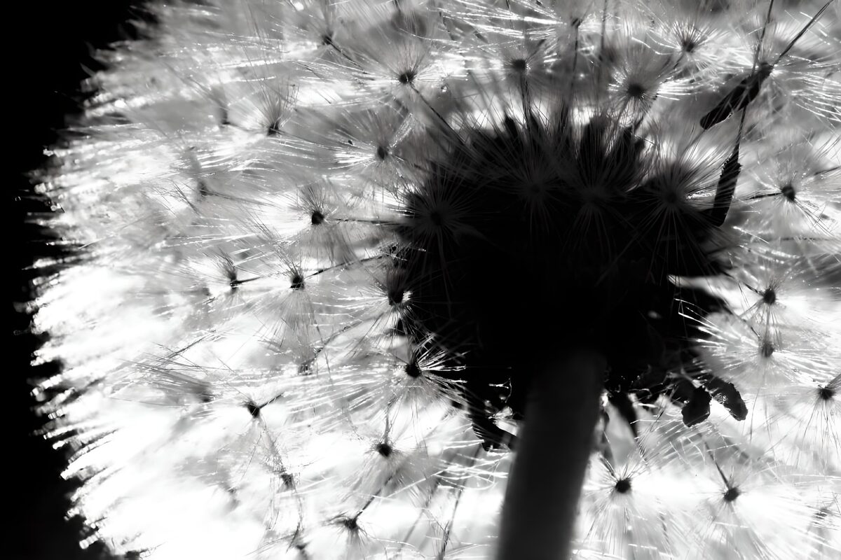 PDGIT7062433: Soffione, un ricamo di luce