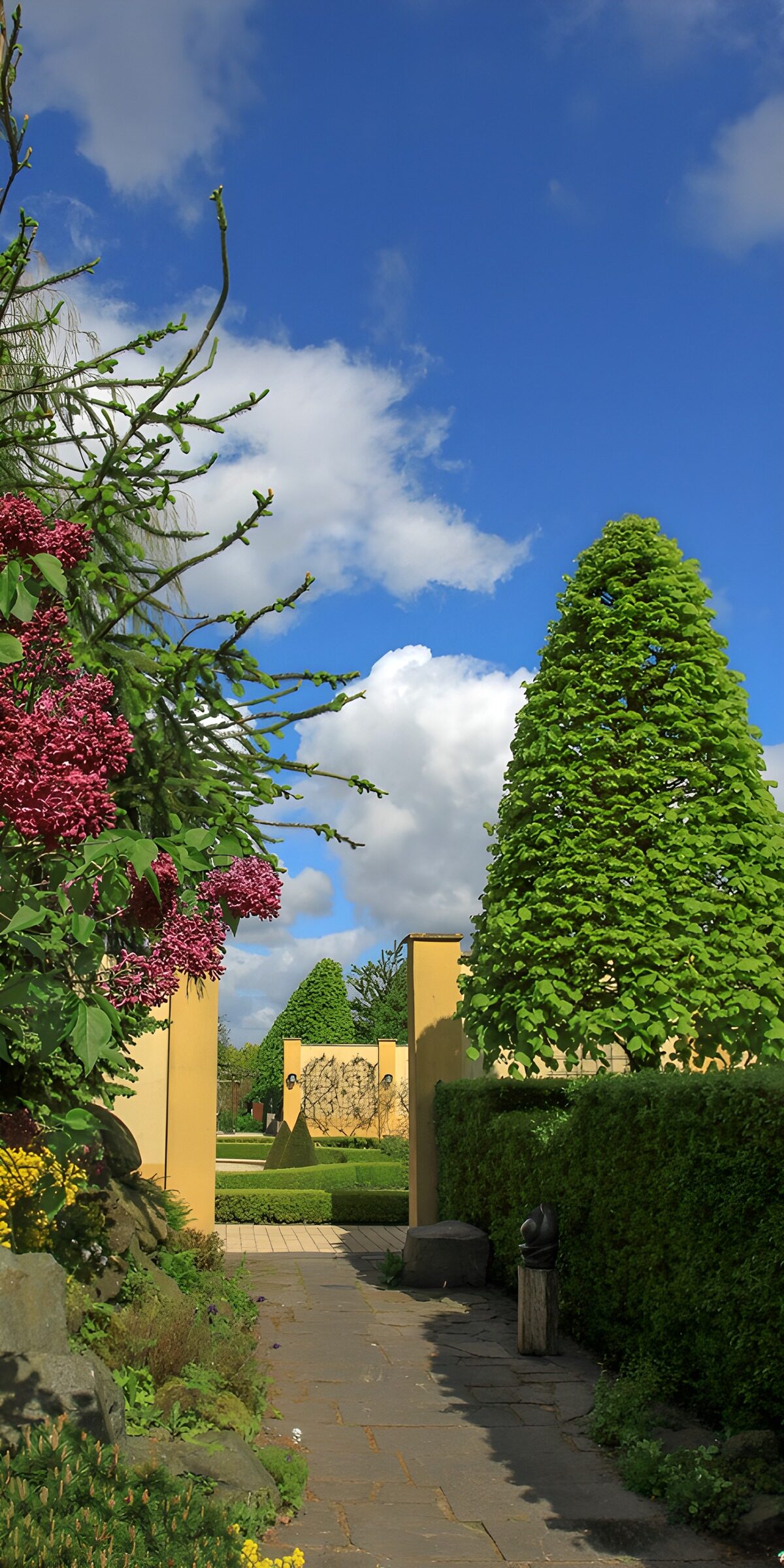 PDGIT1165289: Giardino con fiori viola e siepi
