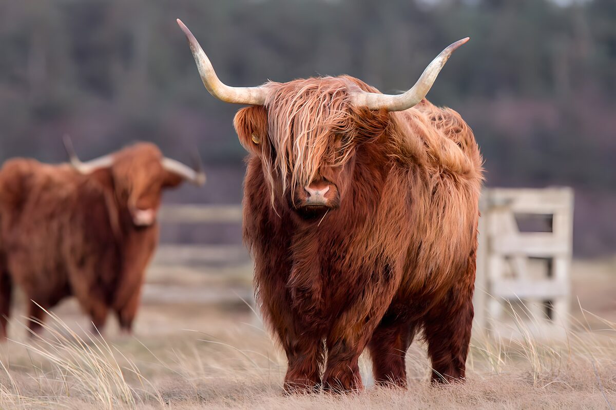 PDGIT4935078: Mucca Highland dal manto ramato