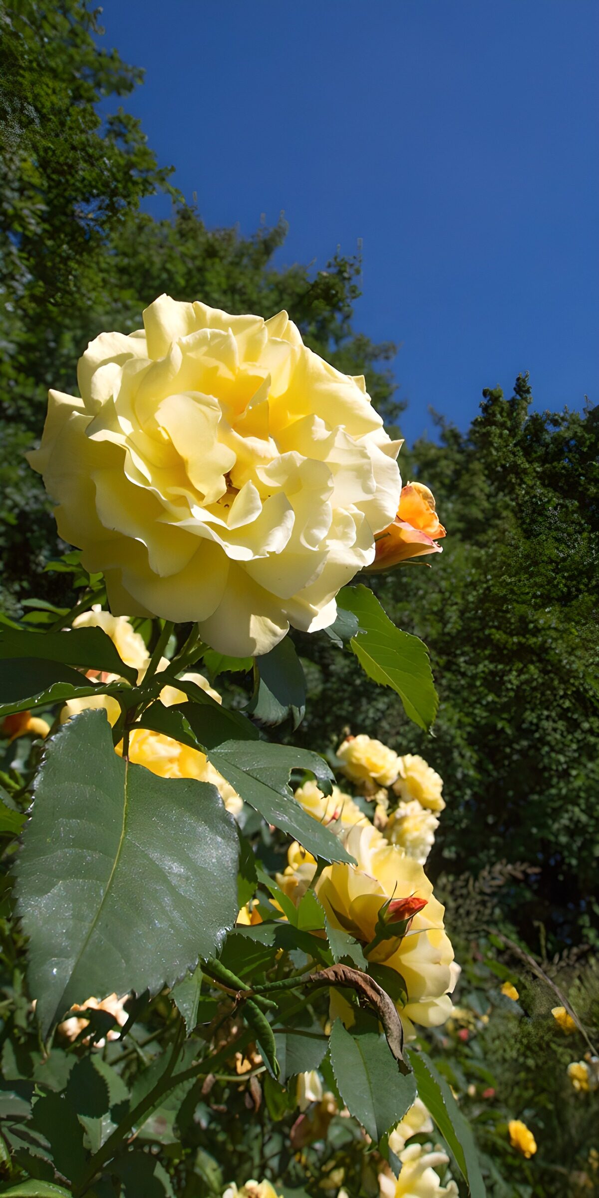 PDGIT9450149: Rosa gialla al sole tra le foglie