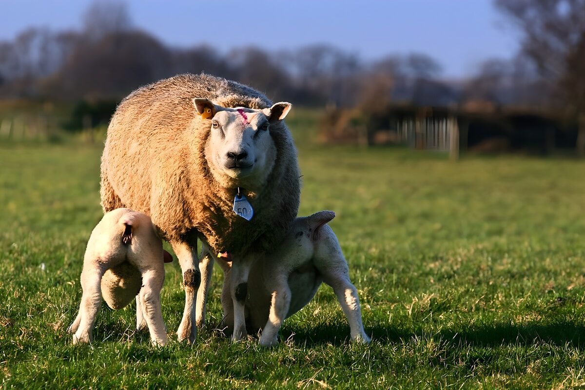 Pecora e due agnelli al sole