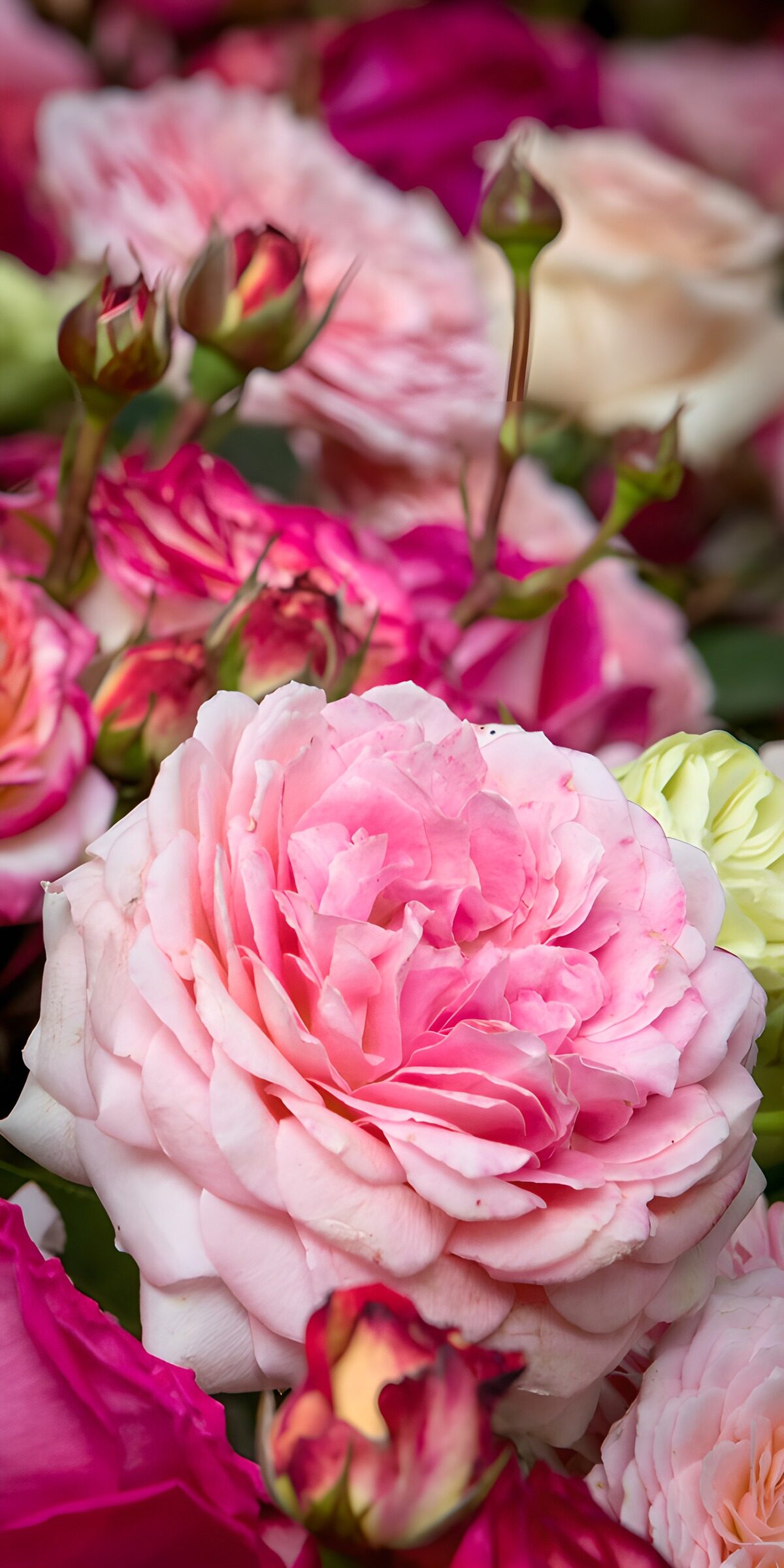 PDGIT6879847: Rose rosa pallido, crema e magenta