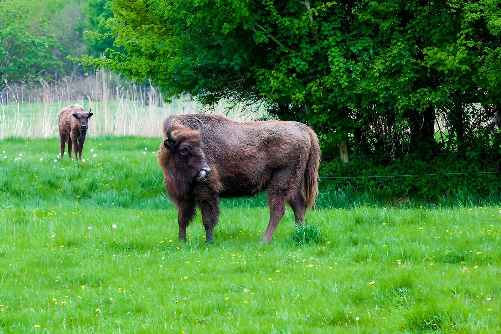PDGIT3663470: Due bisonti europei nel prato verde
