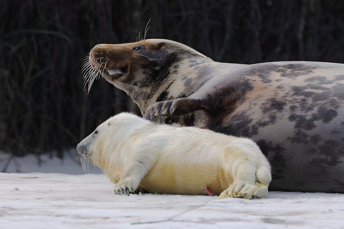 PDGIT2443978: Foca e cucciolo bianco a riposo sulla neve